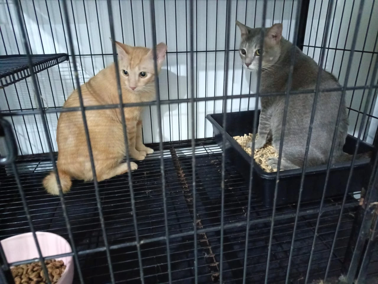 bundle package boarding 3 cat in one banglo cage