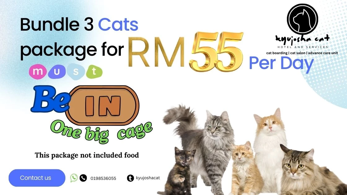 bundle package boarding 3 cat in one banglo cage-img